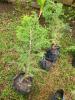 Juniperus Procera (amharsky ጥድ tsid), čeleď Cypřišovité,