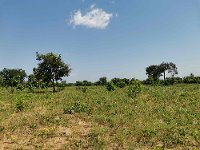 Ghana spouští ambiciózní program „Feed Ghana“ na posílení potravinové bezpečnosti a transformace zemědělství – příležitost pro české dodavatele