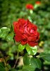 045-21 Rose_page-0001