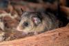 Possum