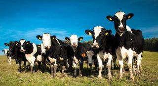 Holstein