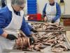 Fish processing in one of the factories on the island of Saaremaa