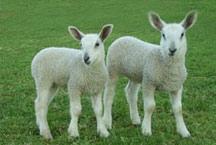 Frederick County Sheep Breeders