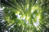 Český projekt pomáhá městu Lisabon v boji s klimatickou změnou