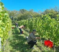 Les vendanges sur les coteaux de la Moselle 