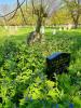 Beccles Road Cemetery in Lowestoft