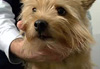 pets_foto_ek_1