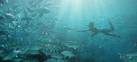 Sabah diver