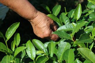 Tea in Guria