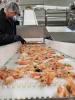 Estonian ships catch shrimps as fas as the coast of Canada, Greenland, and Iceland