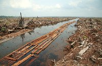 The last batch of sawnwood from the peat forest in Indragiri Hulu, Riau Province, Indonesia. Deforestation for oil palm plantation.