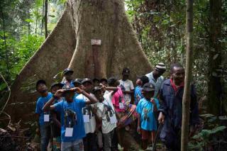 Les participants à la balade en bus ambulant ont eu l'occasion de se familiariser avec les espèces d'arbres de la forêt vierge. Un des paradoxes africains : les enfants qui vivent à la lisière d'une forêt pluvieuse tropicale ne savent presque rien d'elle.