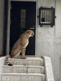 Tři gepardí samci darem pražské zoologické zahrady japonskému městu Čiba