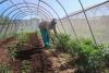 10. Planting of vegetable