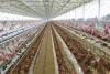 Poultry Farm